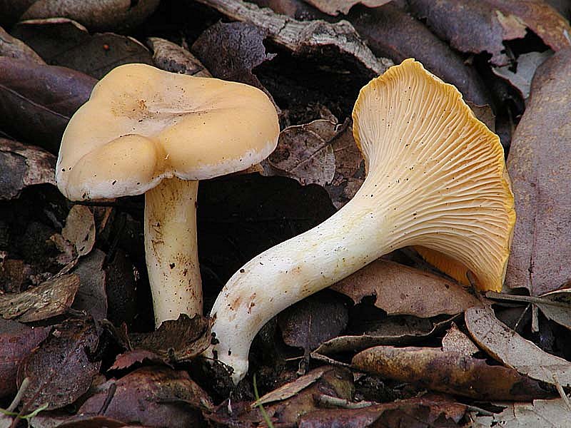 Dedicate al mio amico Verna (Mycena da determinare)